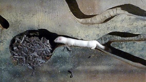 Ein Hermelin kriecht durch einen Tunnel. © NDR Foto: Peter Jagla