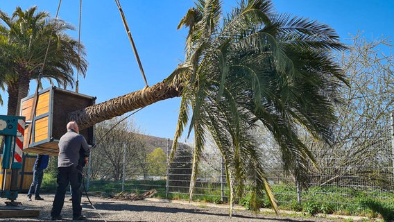 Eine große Palme wird mit einem Kran transportiert. © NDR Foto: Theresa Möckel