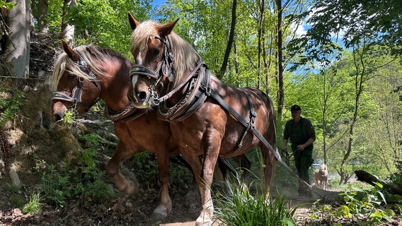Zwei Pferde auf einem Weg im Harz. © NDR Foto: Doretta Farnbacher