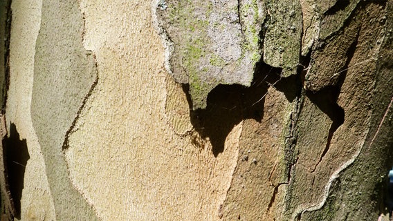 Die Borke eines Baumes. © NDR Foto: Franziska Mahn