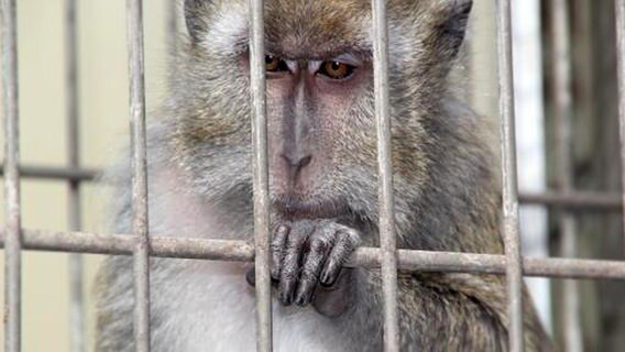 Affe hinter Gittern. © dpa-Bildfunk Foto: Stefan Rampfel