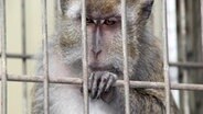 Affe hinter Gittern. © dpa-Bildfunk Foto: Stefan Rampfel