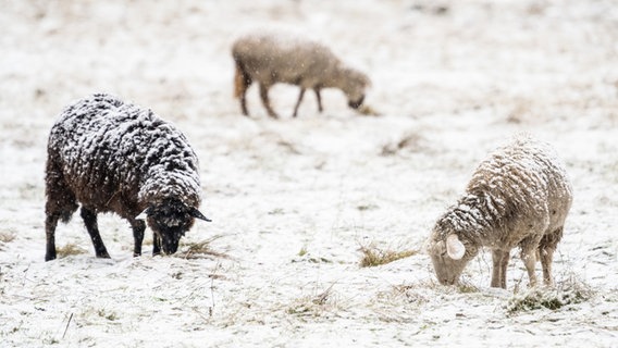 Schafe grasen auf einer verschneiten Wiese. © Swen Pförtner/dpa Foto: Swen Pförtner