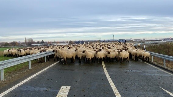 Schafe stehen auf einem Autobahnzubringer. © Polizei Braunschweig 