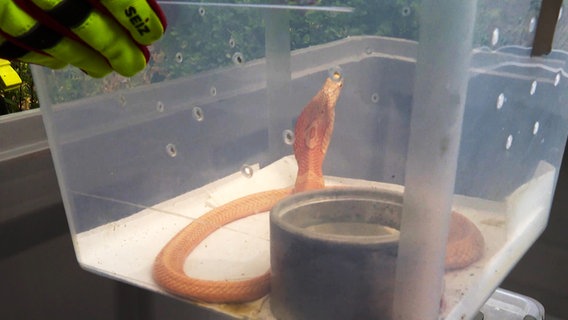 Eine Schlange in einer Plastikbox © HannoverReporter 