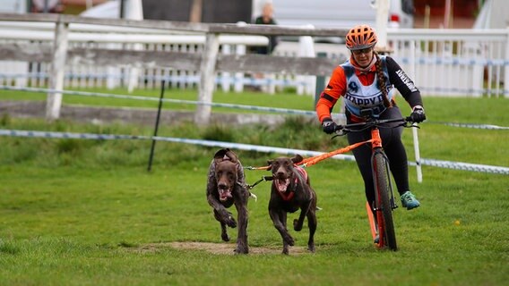 Zwei Hunde ziehen beim Schlittenhunderennen "Harzer Luchstrail" einen Scooter über die Strecke. © dpa Foto: Stefan Rampfel