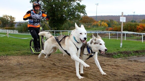 Zwei Huskys ziehen beim Schlittenhunderennen "Harzer Luchstrail" einen Scooter über die Strecke. © dpa Foto: Stefan Rampfel