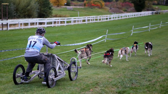 Ein Hundegespann startet beim Schlittenhunderennen "Harzer Luchstrail". © dpa Foto: Stefan Rampfel