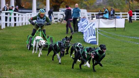 Ein Hundegespann startet beim Schlittenhunderennen "Harzer Luchstrail". © dpa Foto: Stefan Rampfel