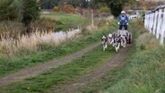 Schlittenhunde-Gespann auf Rasen beim "Harzer Luchstrail" in Bad Harzburg © TeleNewsNetwork 