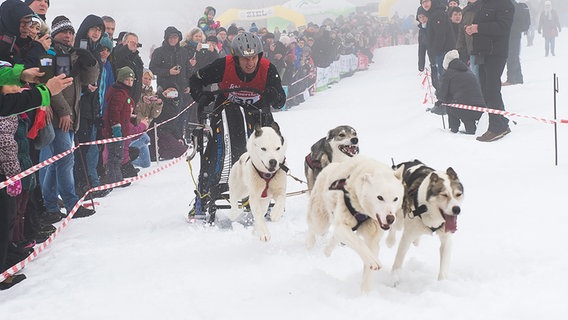 Musher Götz Bramowksi mit seinen Siberian Husky ist beim Oberharzer Schlittenhunderennen in Clausthal-Zellerfeld auf der Strecke unterwegs. © dpa - Bildfunk Foto: Swen Pförtner