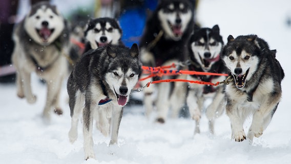 Siberian Husky sind beim Oberharzer Schlittenhunderennen in Clausthal-Zellerfeld auf der Strecke unterwegs. © picture alliance / dpa Foto: Swen Pförtner