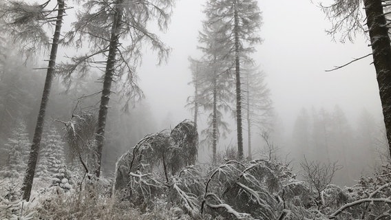 Blick in einen verschneiten Wald. © NDR Foto: Martina Thorausch