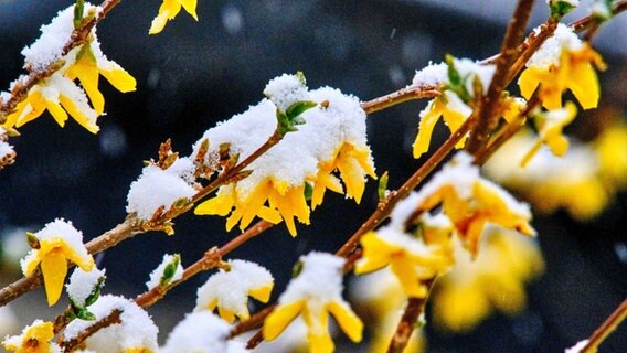 Schnee liegt am Morgen auf den Blüten einer Forsythie © Stefan Jaitner/dpa Foto: Stefan Jaitner