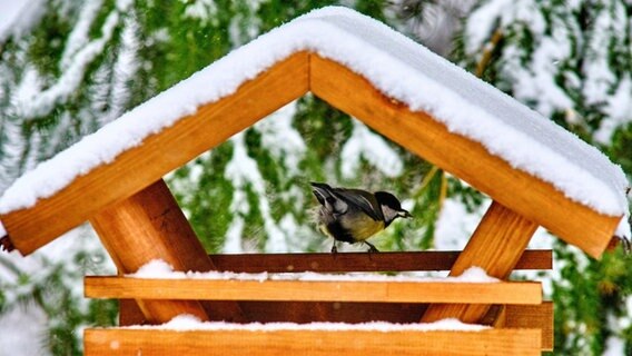Eine Kohlmeise sucht am Morgen in einem verschneiten Futterhäuschen nach Nahrung. © Stefan Jaitner/dpa Foto: Stefan Jaitner