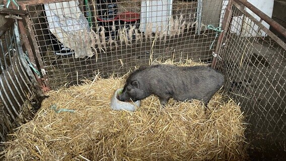 Ein Hängebauchschwein sitzt in einem Käfig. © Landkreis Holzminden 