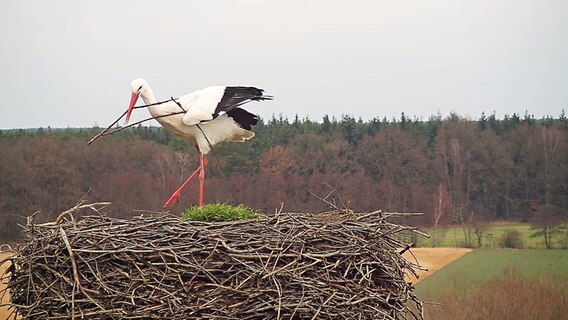 Storch Fridolin in einem Nest in Leiferde. © NABU-Artenschutzzentrum Leiferde 
