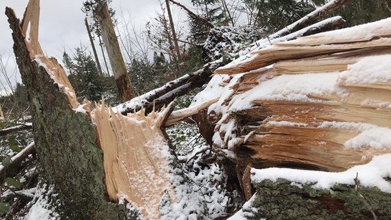 Umgestürzte Bäume liegen nach einem Sturm im Harz. Umgestürzte Bäume liegen nach einem Sturm im Harz. © NDR Foto: Tino Nowitzki