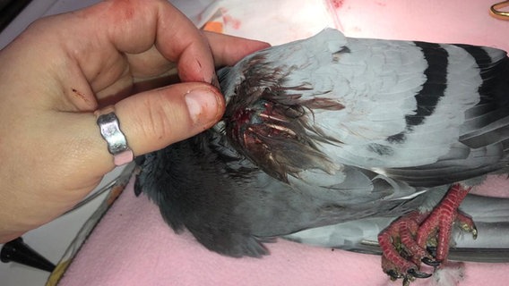 Eine Taube mit einer Schussverletzung am Flügel wird untersucht. © Stadttiere Braunschweig e.V. 