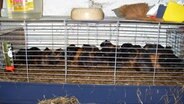 Viele Meerschweinchen gedrängt in einem Käfig. © Tierschutzverein Peine und Umgegend e.V. Foto: Heike Brakemeier