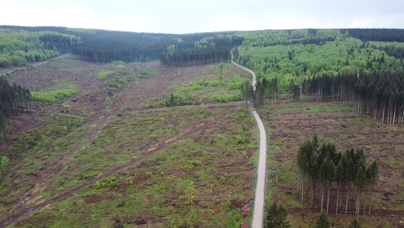 Eine bei einem Tornado beschädigte Waldfläche. © NDR Foto: Alexander Geyer