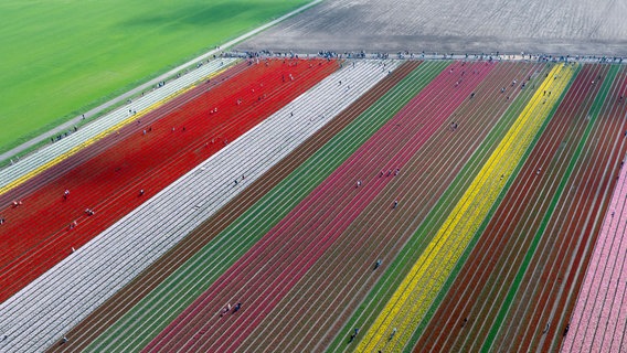 Vordorf: Besucher stehen zwischen Tulpen auf einem Tulpenfeld im Landkreis Gifhorn (Aufnahme mit Drohne). © dpa-Bildfunk Foto: Michael Matthey