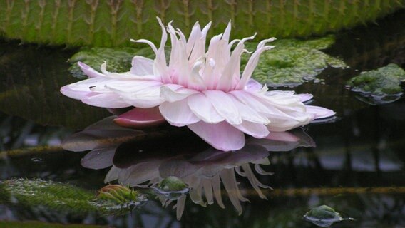 Die rosafarbene Blüte der Victoria cruziana schwimmt auf dem Wasser. © Botanischer Garten TU Braunschweig Foto: Michael Kraft