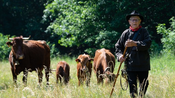 Siegfried Gorld, Hirte, treibt sein Harzer Rotes Höhenvieh beim Viehauftrieb auf eine Weide. © Swen Pförtner/dpa Foto: Swen Pförtner