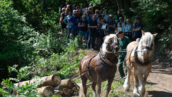 Pferde ziehen beim Pferdeausrücken Holzstämme. © Swen Pförtner/dpa Foto: Swen Pförtner