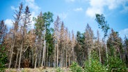 Bad Harzburg: Vertrocknete Nadelbäume stehen in einem Fichtenwald. © picture alliance Foto: Hauke-Christian Dittrich