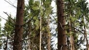 Wenige Nadeln hängen am Ast eines Nadelbaums in einem Waldstück nahe der Weser bei Bursfelde. © dpa-Bildfunk Foto: Swen Pförtner