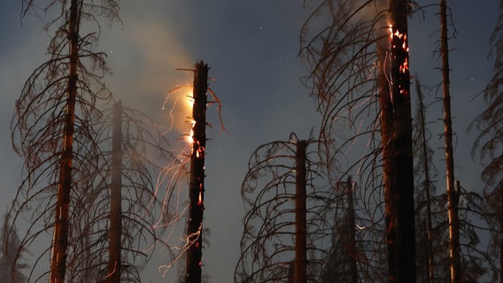 Bäume brennen in einem Waldstück. © Matthias Bein/dpa Foto: Matthias Bein