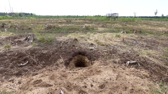 Loch im Moorboden. Tiere haben ein Loch in einen zugeschütten Entwässerungsgraben gebuddelt. Sägespäne liegen herum, weil der Graben mit Sägespänen verfüllt worden ist. © NDR Foto: NDR Screenshot