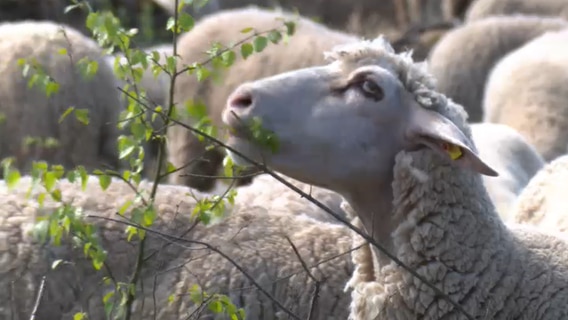 Schaf frisst die jungen Blätter einer Moorbirke. © NDR Foto: NDR Screenshot