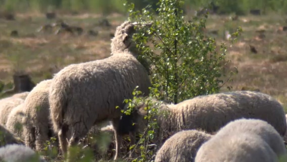 Schaf frisst die jungen Blätter einer Moorbirke. © NDR Foto: NDR Screenshot