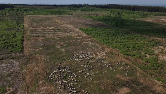 Luftbild eines renaturierten Waldmoores. Schafe ziehen über die Moorfläche. Rechts und links sind junge Birken zu sehen. © NDR Foto: NDR Screenshot