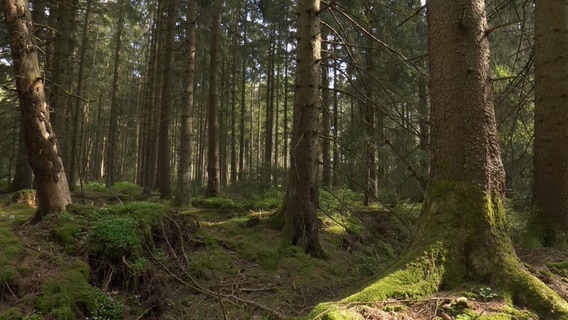 Fichtenwald, Sonnenlicht fällt durch die Kronen, vorn ist ein Entwässerungsgraben. © NDR Foto: NDR Screenshot