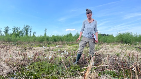 Frau steht im Moor. Im Vordergrund ist eine Wollgraspflanze zu sehen. Die Forstwissenschaftlerin hat ein Schreibbrett in der Hand. © NDR Foto: Jan Fragel