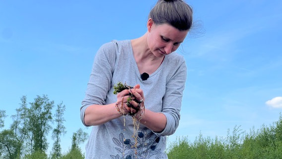 Torfmoos in der Hand einer Frau. Die Forstwissenschaftlerin drückt das Moos mit ihren Händen zusammen. Wasser tropft heraus. © NDR Foto: Jan Fragel