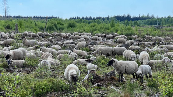 Schaf im Waldmoor bei Neuhaus fressen junge Birken. © NDR Foto: Jan Fragel