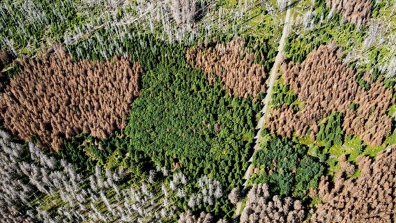 Im Nationalpark Harz sind zahreiche Bäume braun und vertrocknet © dpa-Bildfunk Foto: Swen Pförtner