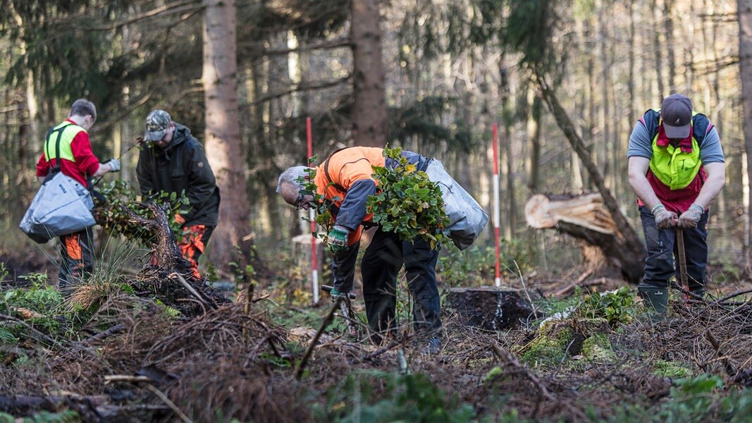 https://www.ndr.de/nachrichten/niedersachsen/braunschweig_harz_goettingen/waldsterben142_v-contentxl.jpg https://www.ndr.de/nachrichten/niedersachsen/braunschweig_harz_goettingen/waldsterben142_v-contentxl.jpg