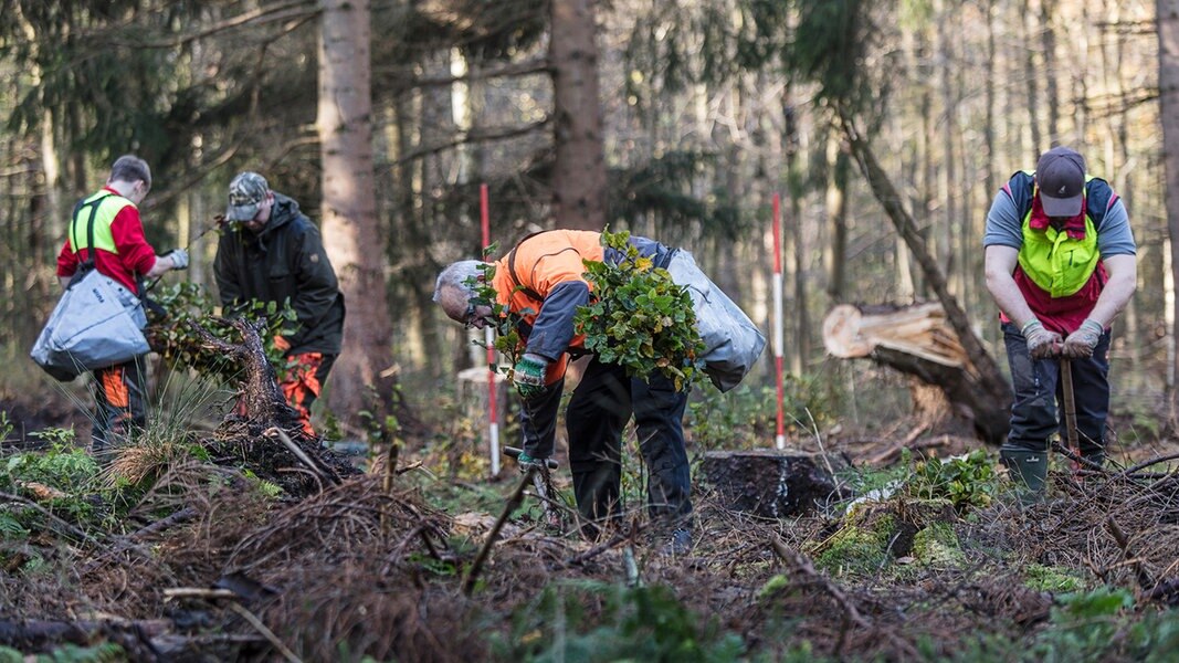 https://www.ndr.de/nachrichten/niedersachsen/braunschweig_harz_goettingen/waldsterben142_v-contentxl.jpg