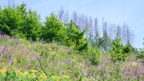Vom Borkenkäfer zerstörte Fichtenwälder (im Hintergrund) stehen hinter wiederaufgeforsteten Waldflächen. © picture alliance/dpa Foto: Julian Stratenschulte
