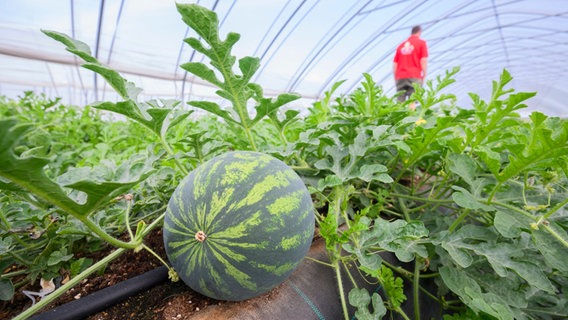 Im Vordergrund ist eine prall gewachsene Wassermelone an ihrer Pflanze hängend in einem Folientunnel zu sehen. Im Hintergrund steht ein Landwirt mit dem Rücken zum Bild. © dpa Bildfunk Foto: Julian Stratenschulte/dpa