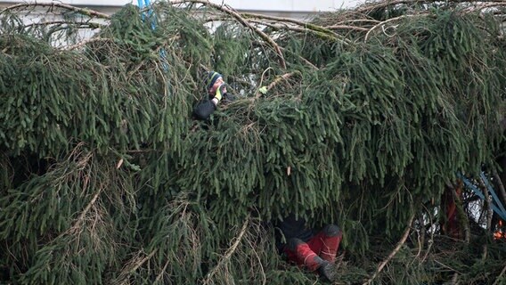 Arbeiter stellen vor dem Deutschen Bundestag in Berlin einen Weihnachtsbaum auf. © dpa-Bildfunk Foto: Bernd von Jutrczenka