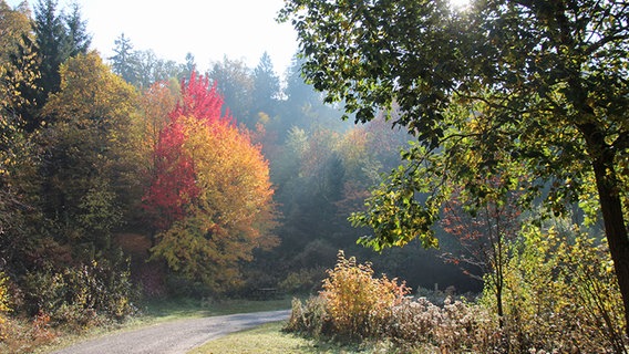 Ein Wanderweg führt an den Bäumen entlang. © NDR Foto: Irene zu Dohna