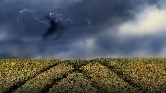 Blitze sind in dunklen Wolken über einem Feld zu sehen. © NDR Foto: Annette Mokross