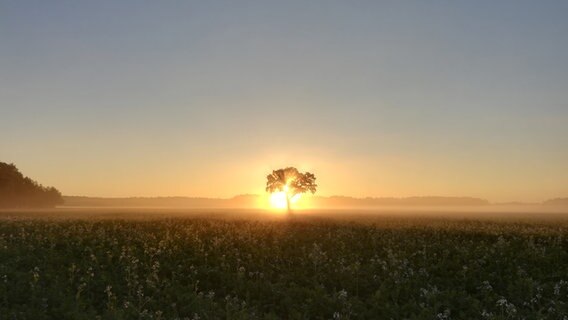 Ein Baum steht im Gegenlicht des Sonnenaufgangs. © NDR Foto: Verena Roth