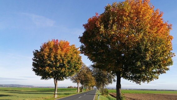 An einer Straße stehen Bäume mit herbstlich gefärbten Blättern. © NDR Foto: Helmut Hohaus